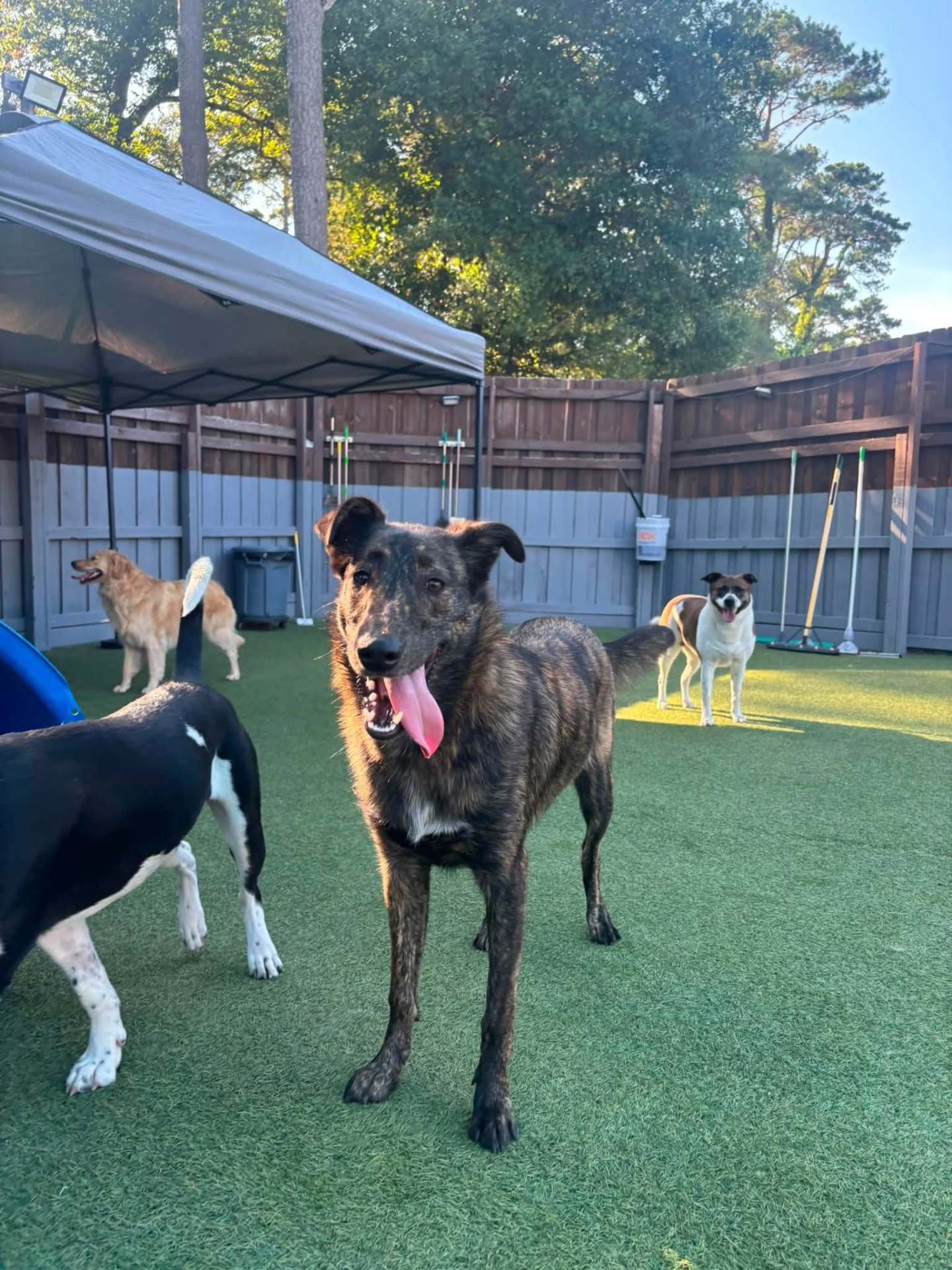 Daycare at Pet Bazaar NC
