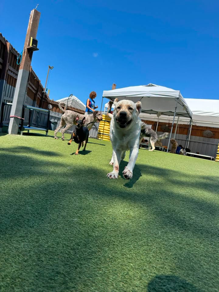 Daycare at Pet Bazaar NC