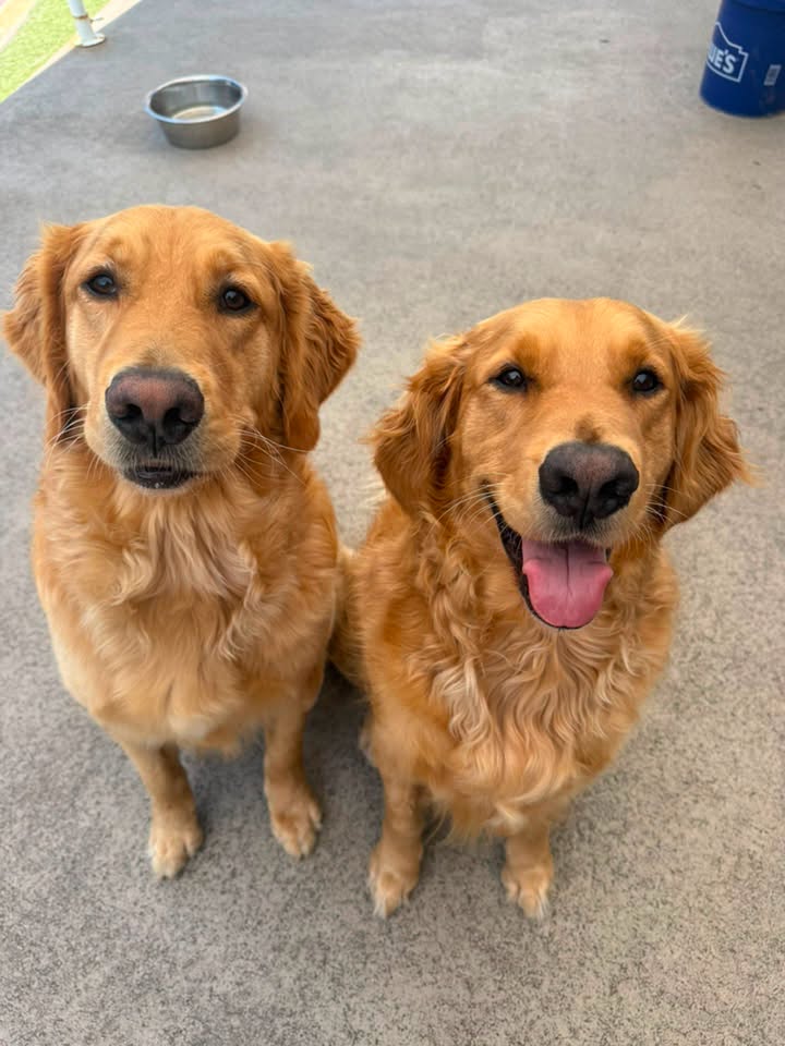 Group of dogs at play